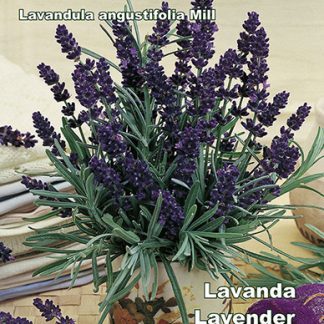 Seme LAVANDA