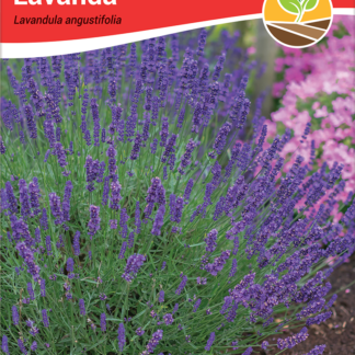 Seme LAVANDA