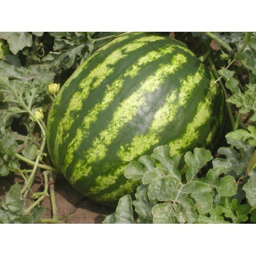 SEME LUBENICA Crimson sweet 3g