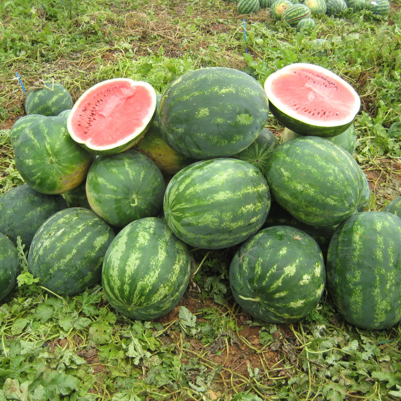 SEME LUBENICA SPLENDID (VASKO) F-1 1000s