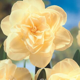 LUKOVICA NARCIS OBDAM kom.