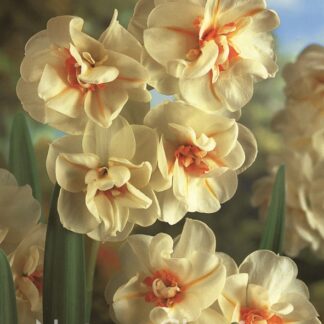 LUKOVICA NARCIS SIR WINSTON CHURCHLL 1kom.