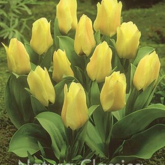 LUKOVICA LALA Albion Star 1kom.