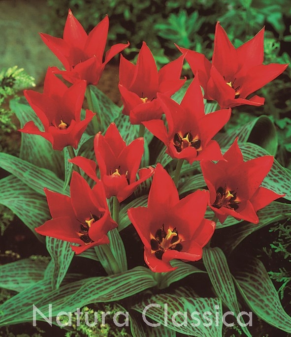 LUKOVICA LALA Ali Baba 1kom.