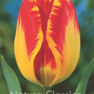 LUKOVICA LALA Banja Luka 1kom.