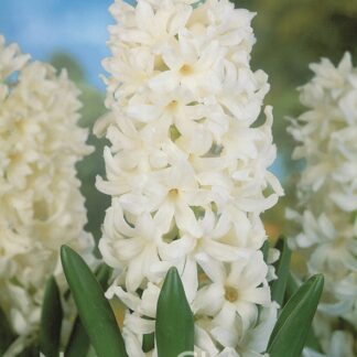 LUKOVICA ZUMBUL Carnegie 1kom.