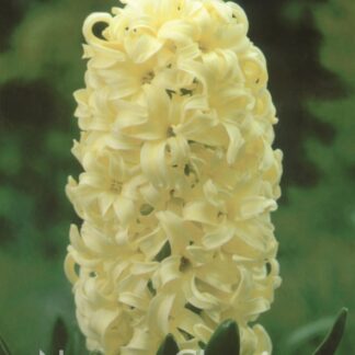 LUKOVICA ZUMBUL City of Haarlem 1kom.