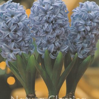 LUKOVICA ZUMBUL Delft-Blue 1kom.