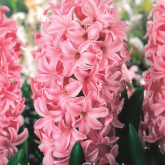 LUKOVICA ZUMBUL Fondant 1kom.