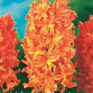 LUKOVICA ZUMBUL Girsy Queen 1kom.