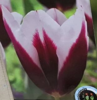 LUKOVICA LALA Rimini 1kom.