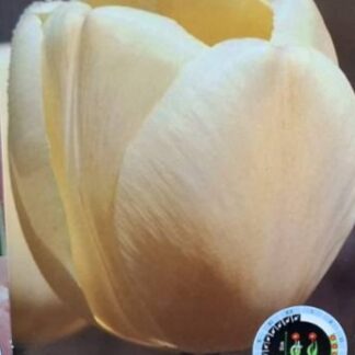 LUKOVICA LALA Ivory Floredale 1kom.