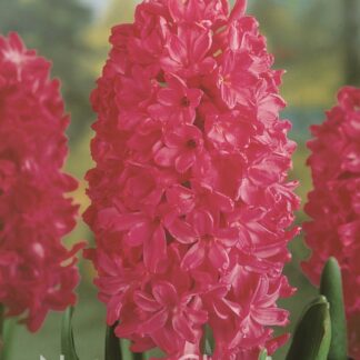 LUKOVICA ZUMBUL Jan-Bos 1kom.