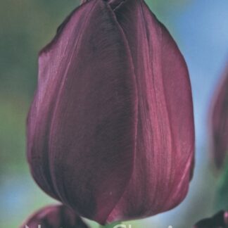 LUKOVICA LALA Negrita 1kom.