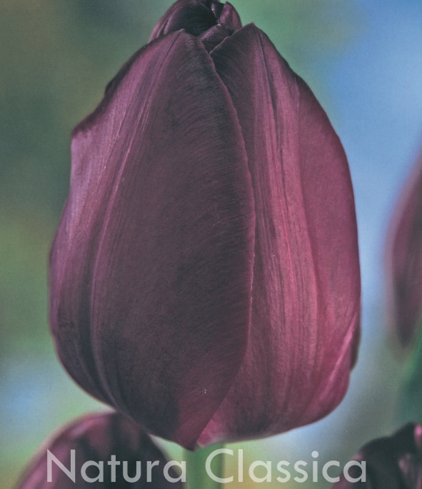 LUKOVICA LALA Negrita 1kom.