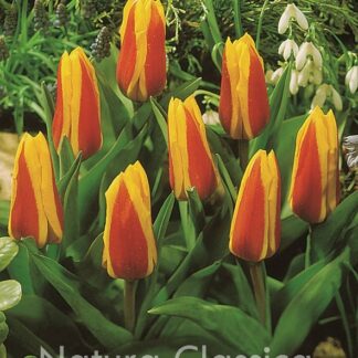 LUKOVICA LALA Stresa 1kom.