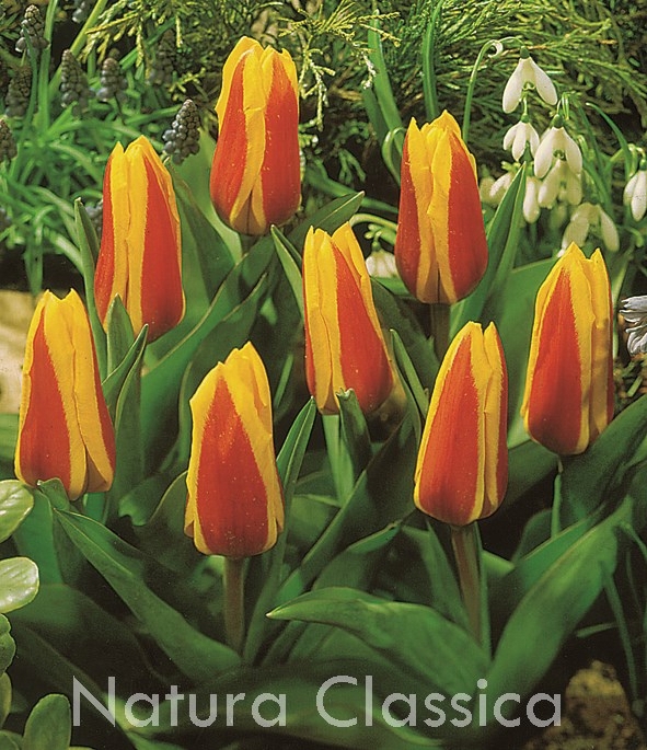 LUKOVICA LALA Stresa 1kom.