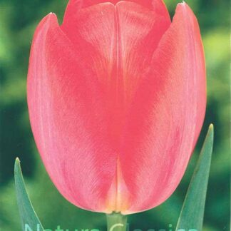 LUKOVICA LALA Van Eijk 1kom.