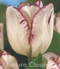 LUKOVICA LALA SHIRLY 1kom.