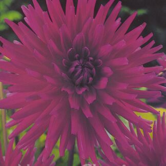 LUKOVICA Dahlia Purple Gen kom.