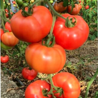 Seme PARADAJZ HIBRID Filiz F1 250 semenki