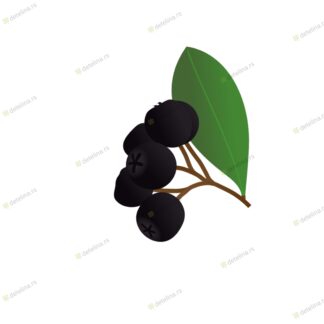 VOĆNA SADNICA ARONIJA NERO