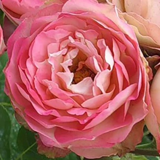 Ruža Akropolis (Acropolis®) mnogocvetnica