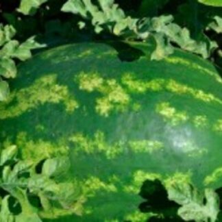 SEME LUBENICA EARLY ASTRAHAN F-1 1000s