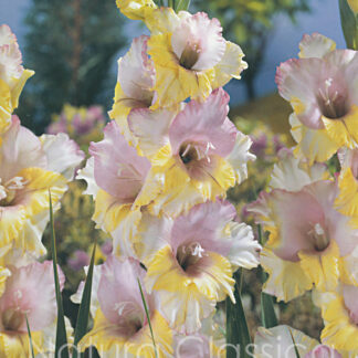 LUKOVICA GLADIOLA Mon Amour kom.