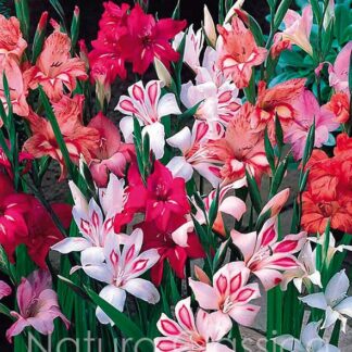 LUKOVICA GLADIOLA Nanus-mix 8/1