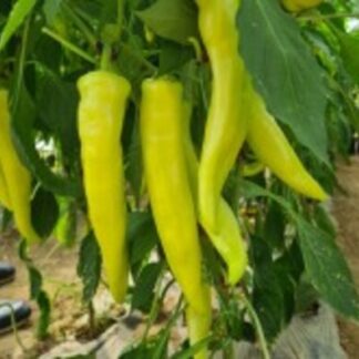 HIBRID SEME PAPRIKA NITRO F1-ljuta