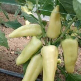 HIBRID SEME PAPRIKA SV 1876 PP F1 500 semenki