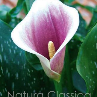 LUKOVICA KALA (Calla) Picaso kom.