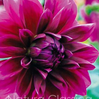 LUKOVICA Dahlia Thomas Edison kom.