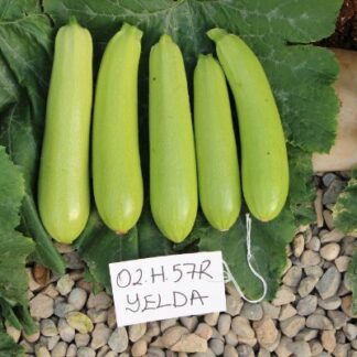 Seme TIKVICA HIBRID Yelda F1