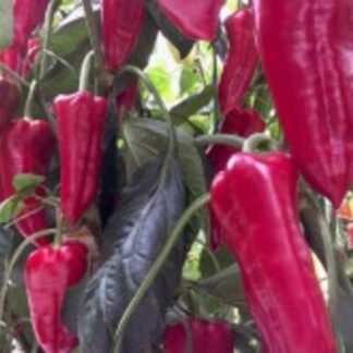 HIBRID SEME PAPRIKA Archivarius F1 500 semenki