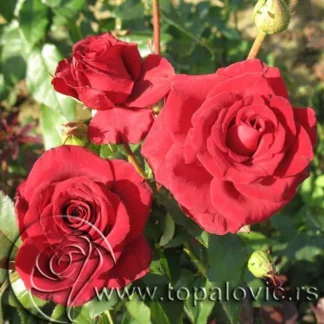 Ruža Blek Medžik (Black Magic®) čajevka