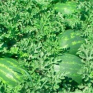 SEME LUBENICA EARLY CRIMARA F-1 500s