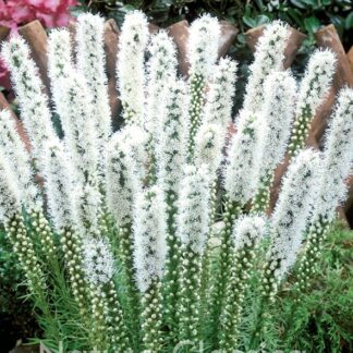 LUKOVICA Liatris Flosterian Alba 5/1