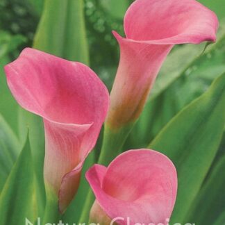 LUKOVICA KALA (Calla) Galaxy kom.