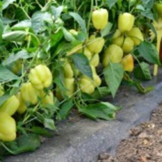 HIBRID SEME PAPRIKA GOLDANO F1
