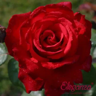 Ruža Grand Amor (Grande Amore®) čajevka