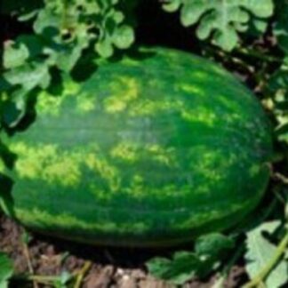 SEME LUBENICA ODISEY F-1 500s