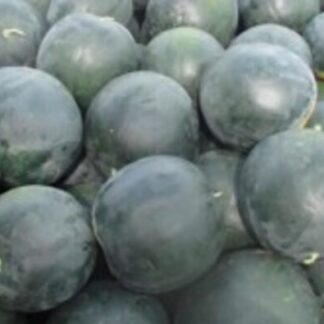 SEME LUBENICA MAGIA NEGRA F-1