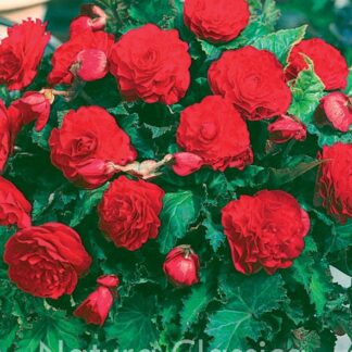 LUKOVICA BEGONIA Scharlet kom.
