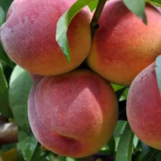 VOĆNA SADNICA BRESKVA REDHEVEN