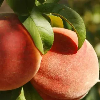 VOĆNA SADNICA BRESKVA RED TOP