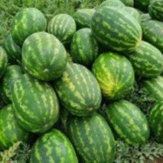 SEME LUBENICA SANTA MATILDE F1 250s