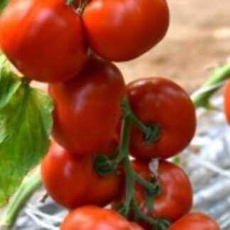 HIBRID SEME PARADAJZ Signora F1 500 semenki