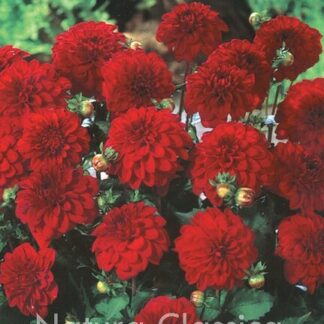 LUKOVICA Dahlia Singer kom.